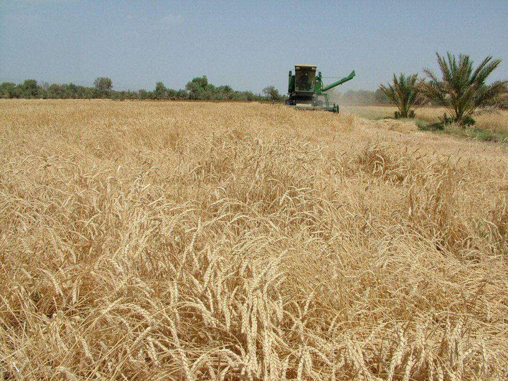 خرید ۱۱۰تن گندم مازاد بر مصرف از کشاورزان سیستان وبلوچستان