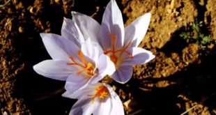 زعفران آذربایجان غربی سفید است