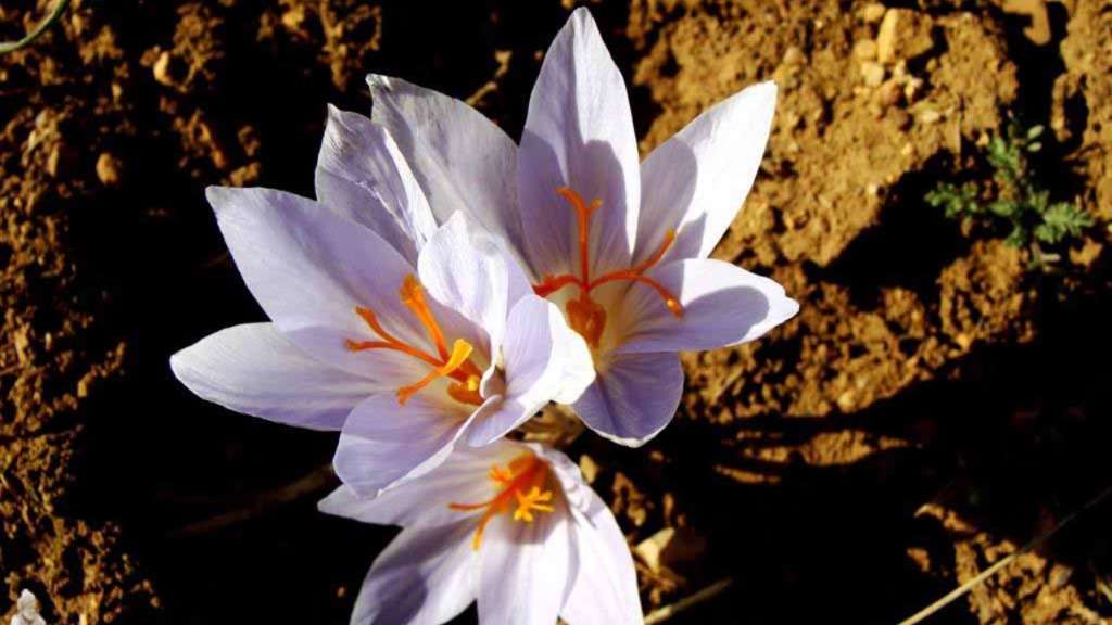 زعفران آذربایجان غربی سفید است!