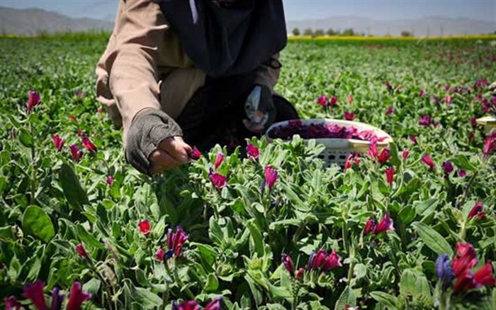 کشت گیاهان دارویی در خراسان شمالی راه به جایی نمی‌برد