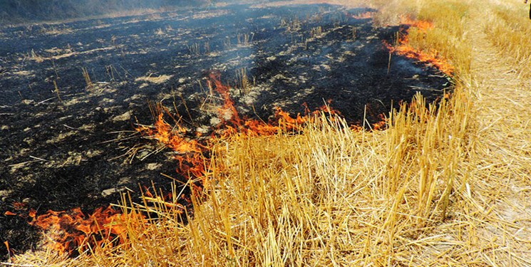 کاهش ۹۵ درصدی آتش‌سوزی در پارک‌های جنگلی سنندج