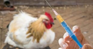 بیماری آنفلوانزای فوق حاد پرندگان