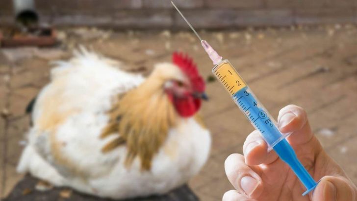 مشاهده بیماری آنفلوانزای فوق حاد پرندگان در شهرستان کلیبر