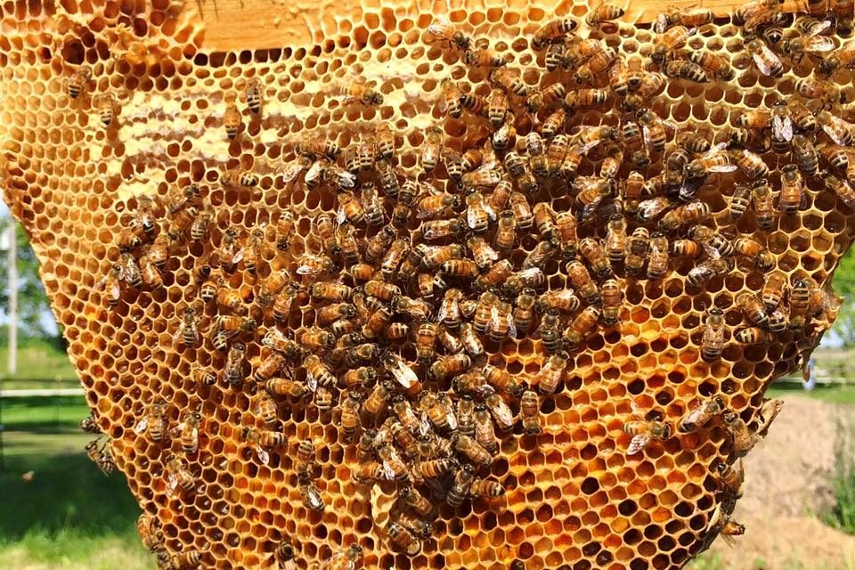ایران جایگاه سوم تولید عسل در جهان دارد