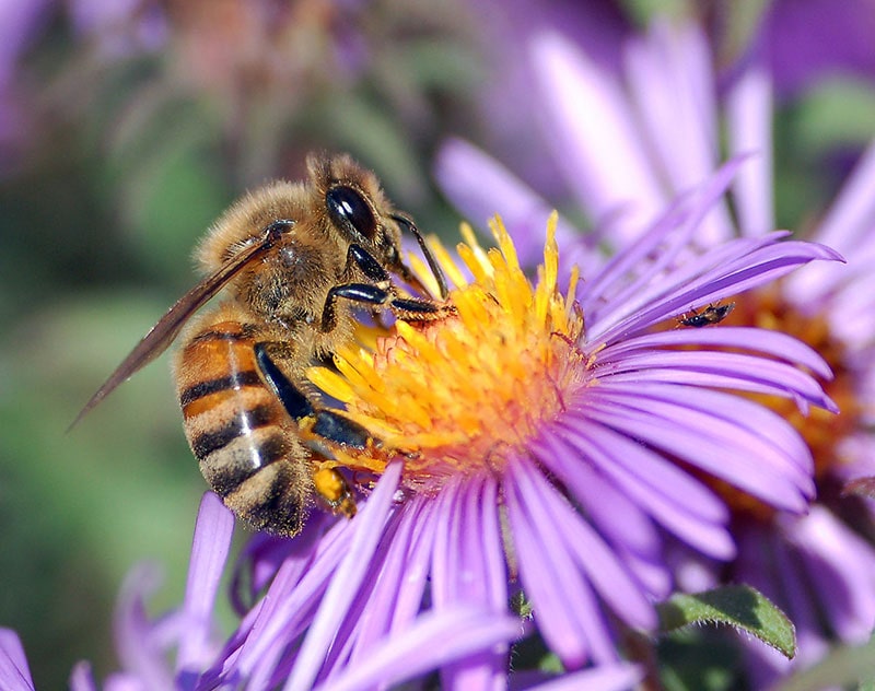 کاهش جمعیت زنبورها امنیت غذایی جهان را کاهش داد