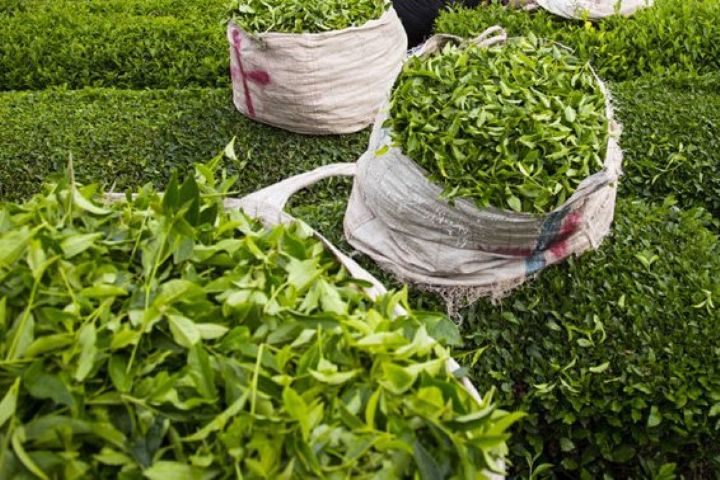 ۴۹ هزار تن برگ سبز چای از چای‌کاران استان‌های شمالی خریداری شد