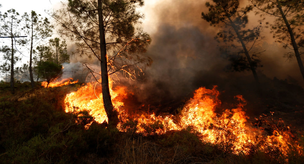 آتش‌سوزی جزیی درختان بوستان ارم همدان