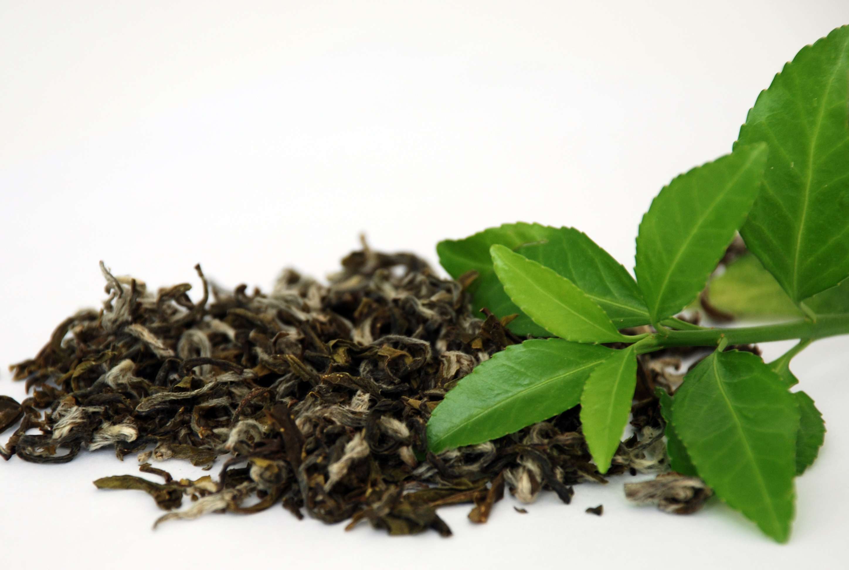 تولید ۱۱ هزار تن چای خشک در کشور