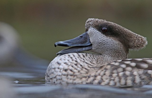 ثبت شجره نامه اردک بومی برای نخستین بار در کشور