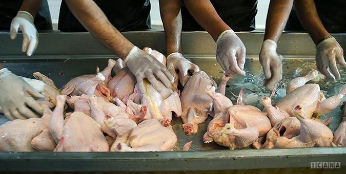 صدور مجوز خرید مرغ با هدف ایجاد تعادل در بازار