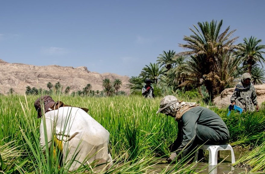 کشت برنج در بخشی از اراضی سیل‌زده خوزستان امکان‌پذیر نیست