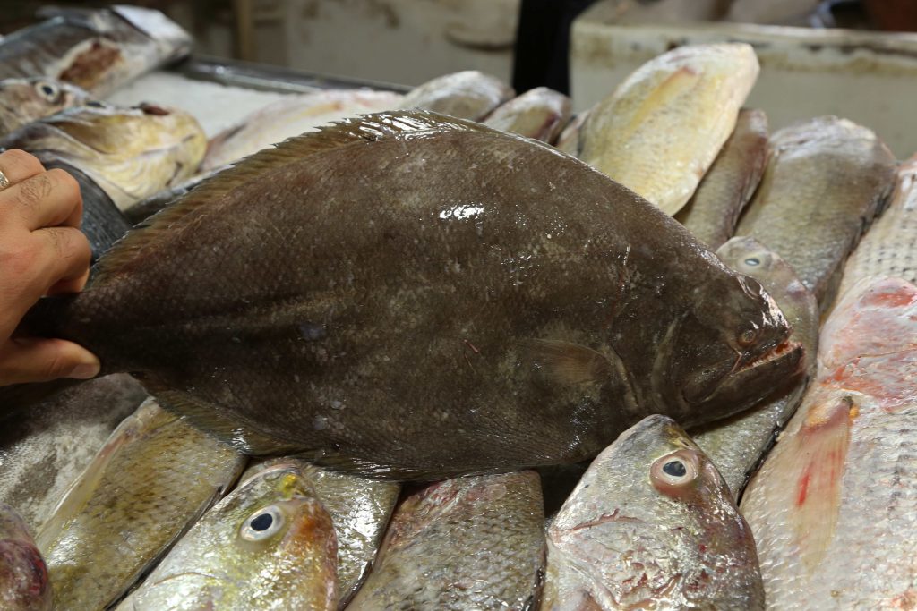 سهم ۴۲ درصدی صید ماهی چابهار و کنارک در میان استانهای جنوبی