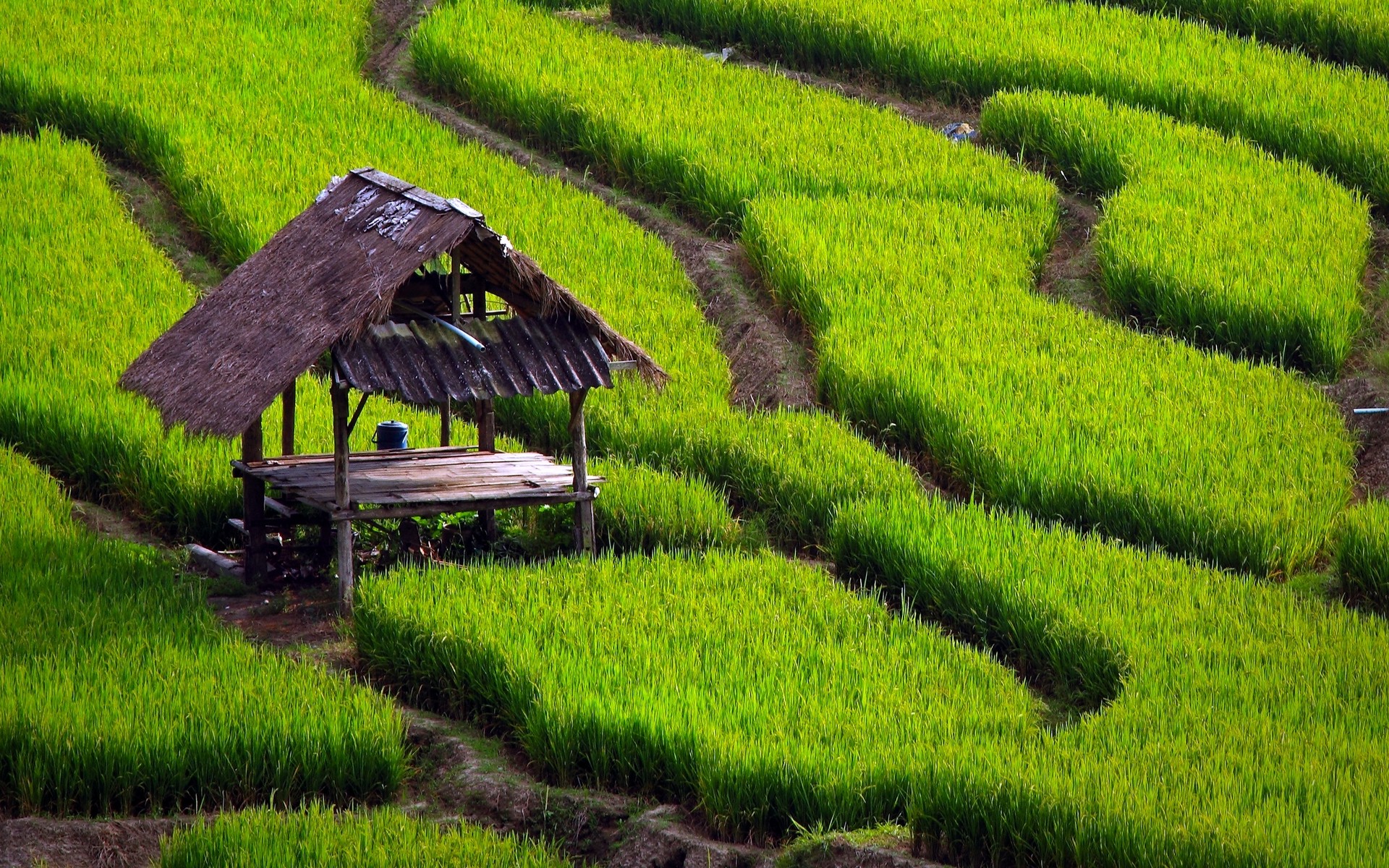 ‌بسیاری از زیرساخت‌های کشت برنج در اثر سیل از بین رفته است