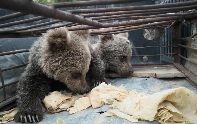 زنده‌گیری و تحویل دو توله خرس قهوه‌ای در اندیکا