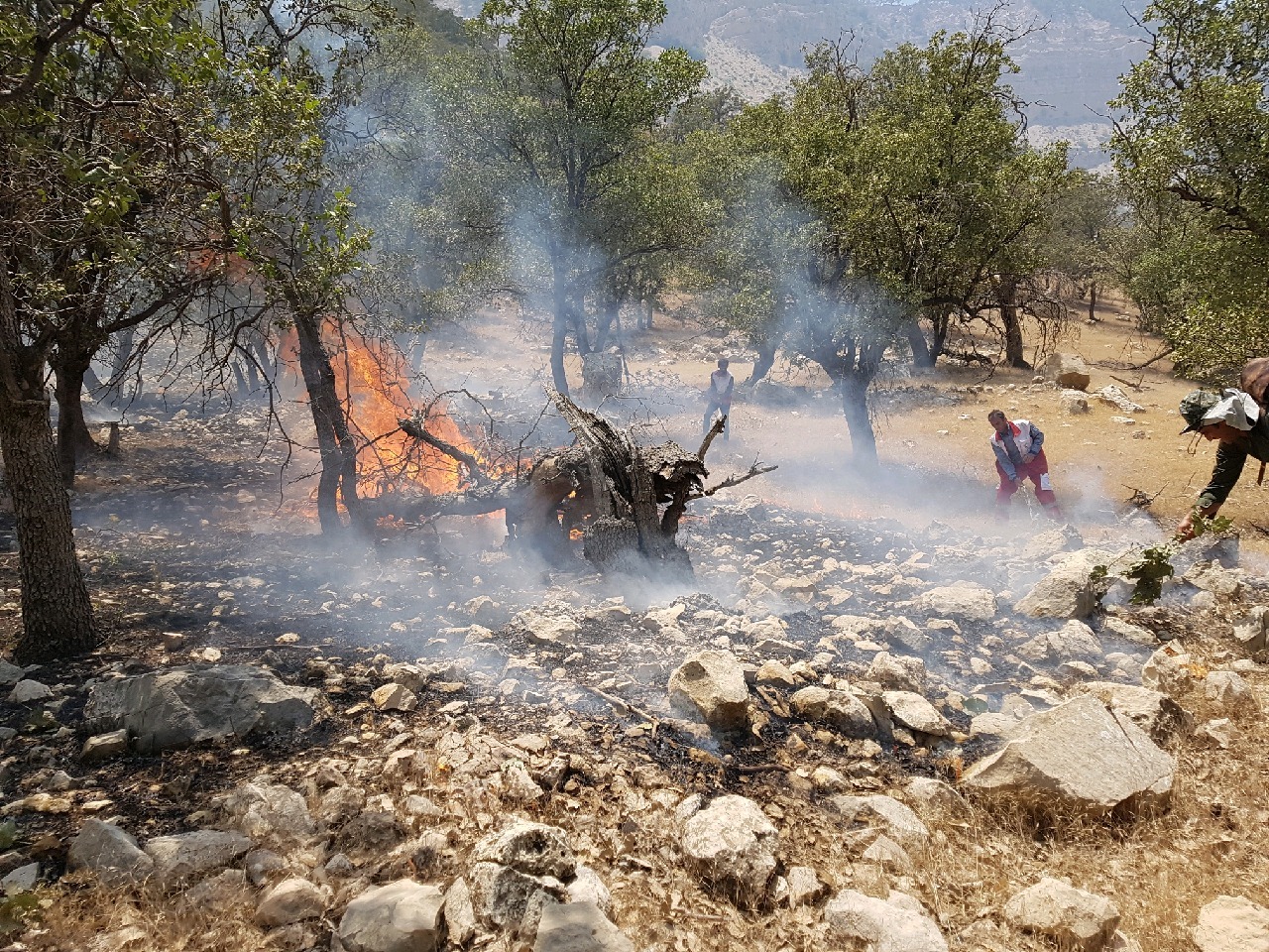 ۲۶ هکتار از مناطق حفاظت شده گچساران در آتش سوخت