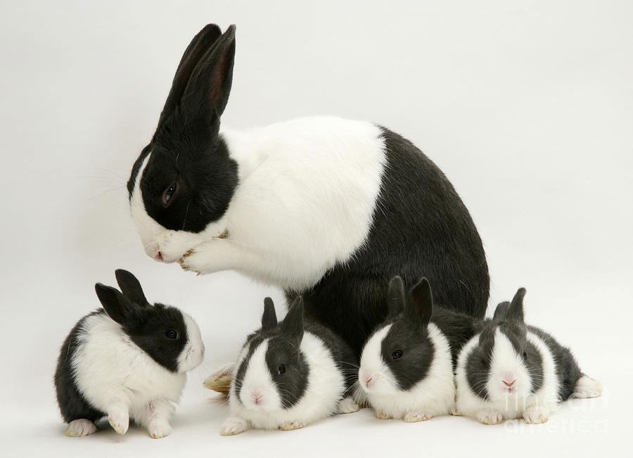 نابودی زندگی خرگوش‌های سراوان به دلیل انباشت پسماند