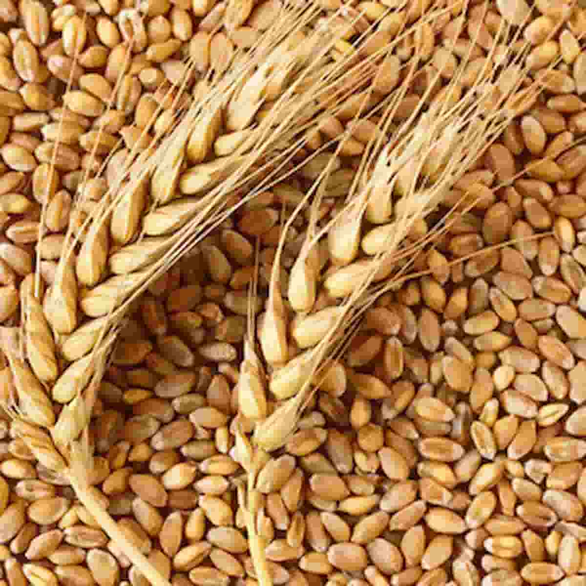 از خروج گندم مرغوب استان همدان جلوگیری شود