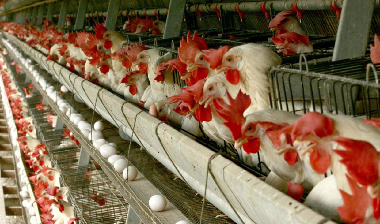 عواید میلیاردی تولید مرغ به روش پرورش در قفس