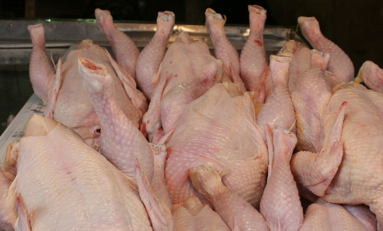 صادرات گوشت مرغ بلامانع است