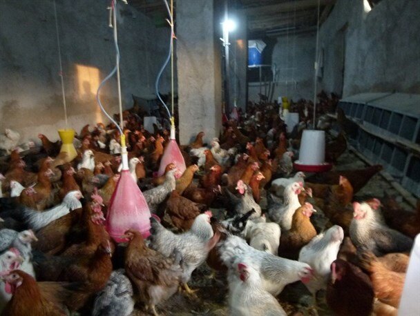 امکان تولید مرغ بومی اصلاح شده در واحدهای صنعتی