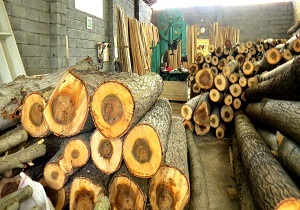 روسیه و گرجستان مبداء واردات چوب به ایران
