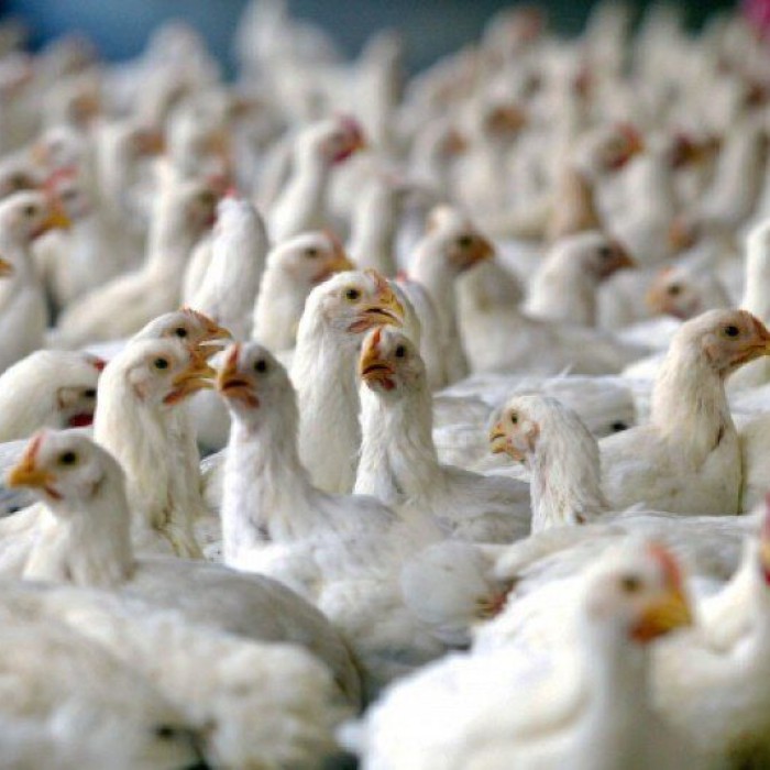 کشف ۲ هزار قطعه مرغ زنده قاچاق در تویسرکان