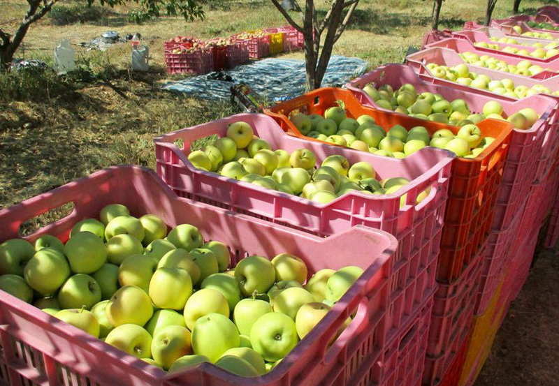 هدررفت میلیاردی هزار تن سیب دپو شده