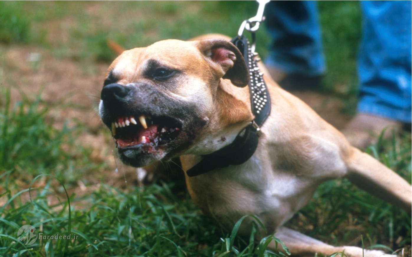 ۳۷۳ جراحت ناشی از حمله سگ در ساوجبلاغ