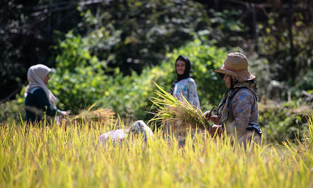 معنای واردات برنج در فصل برداشت برنج چیست ؟