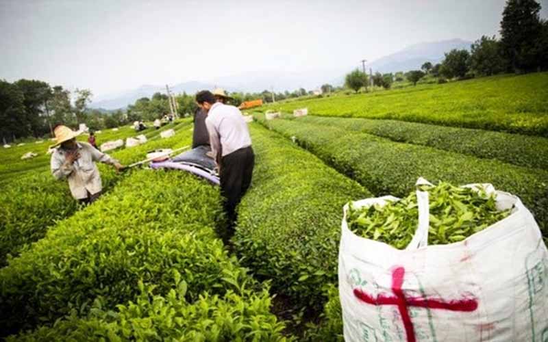 خرید تضمینی برگ سبز چای از ۷۰ هزار تن فراتر رفت