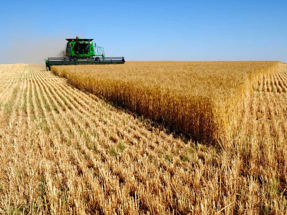 افزایش ۵۰ درصدی برداشت گندم در فریدن