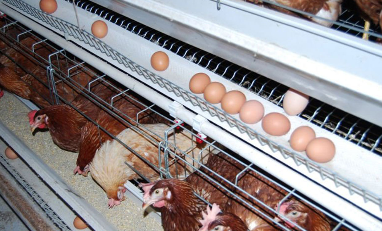 روزانه ۲۵۰ تن مازاد تخم مرغ روی دست مرغداران