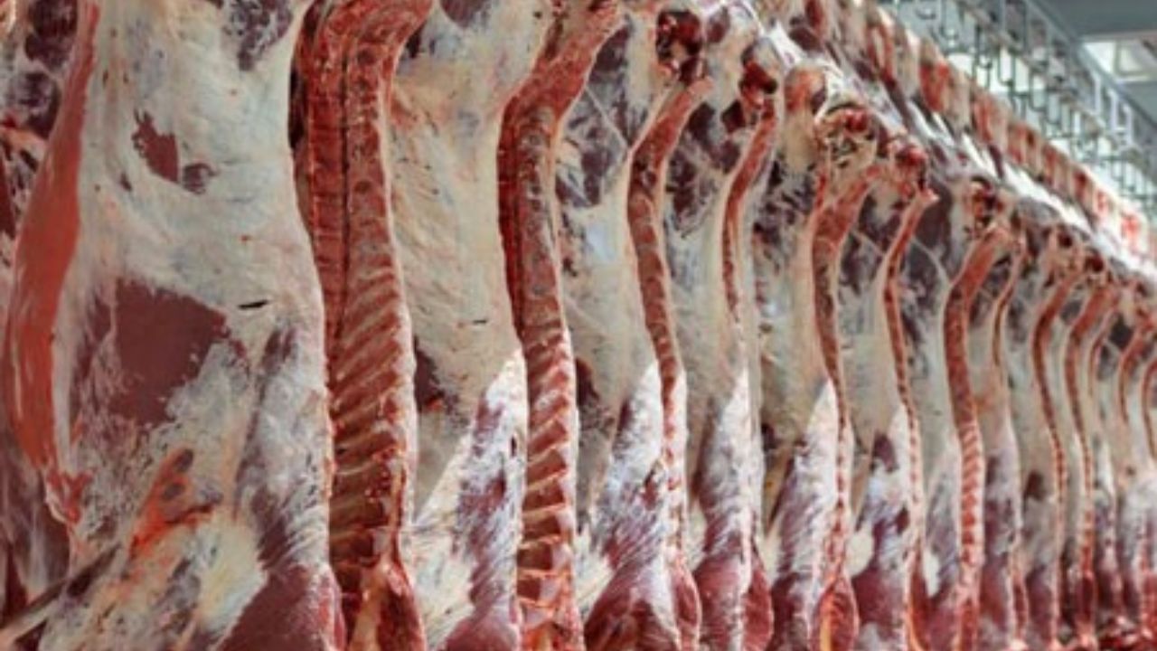 افزایش تولید گوشت قرمر در البرز