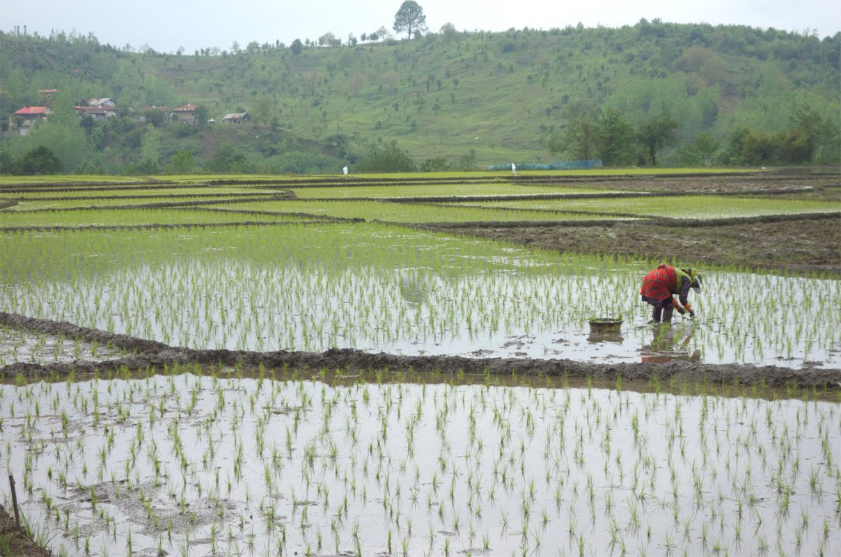 گیلان تولید کننده ۳۵ درصد برنج مصرفی کشور