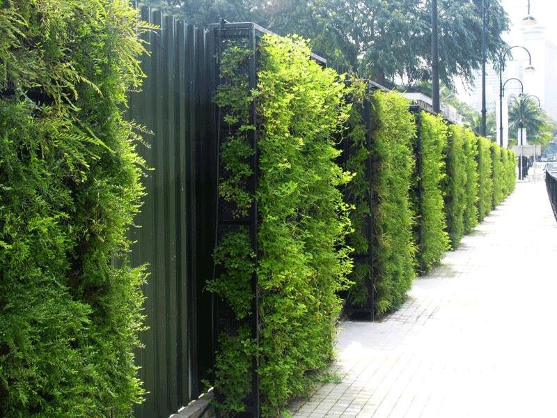 ایجاد دیوارهای سبز شهر با گیاهان مقاوم به کم آبی