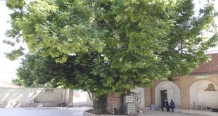 درخت چنار معز آباد شهرستان کهنوج ثبت ملی شد