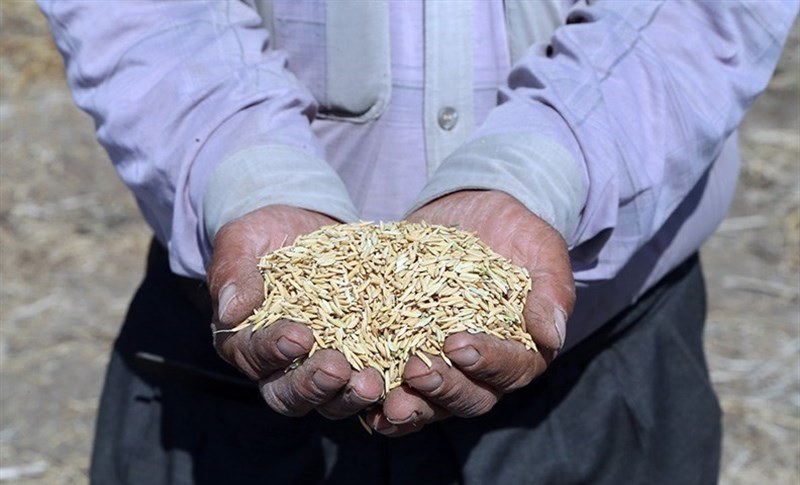 فروش برنج ۱۷ هزار تومانی شمال به قیمت ۳۰ هزار تومان در تهران
