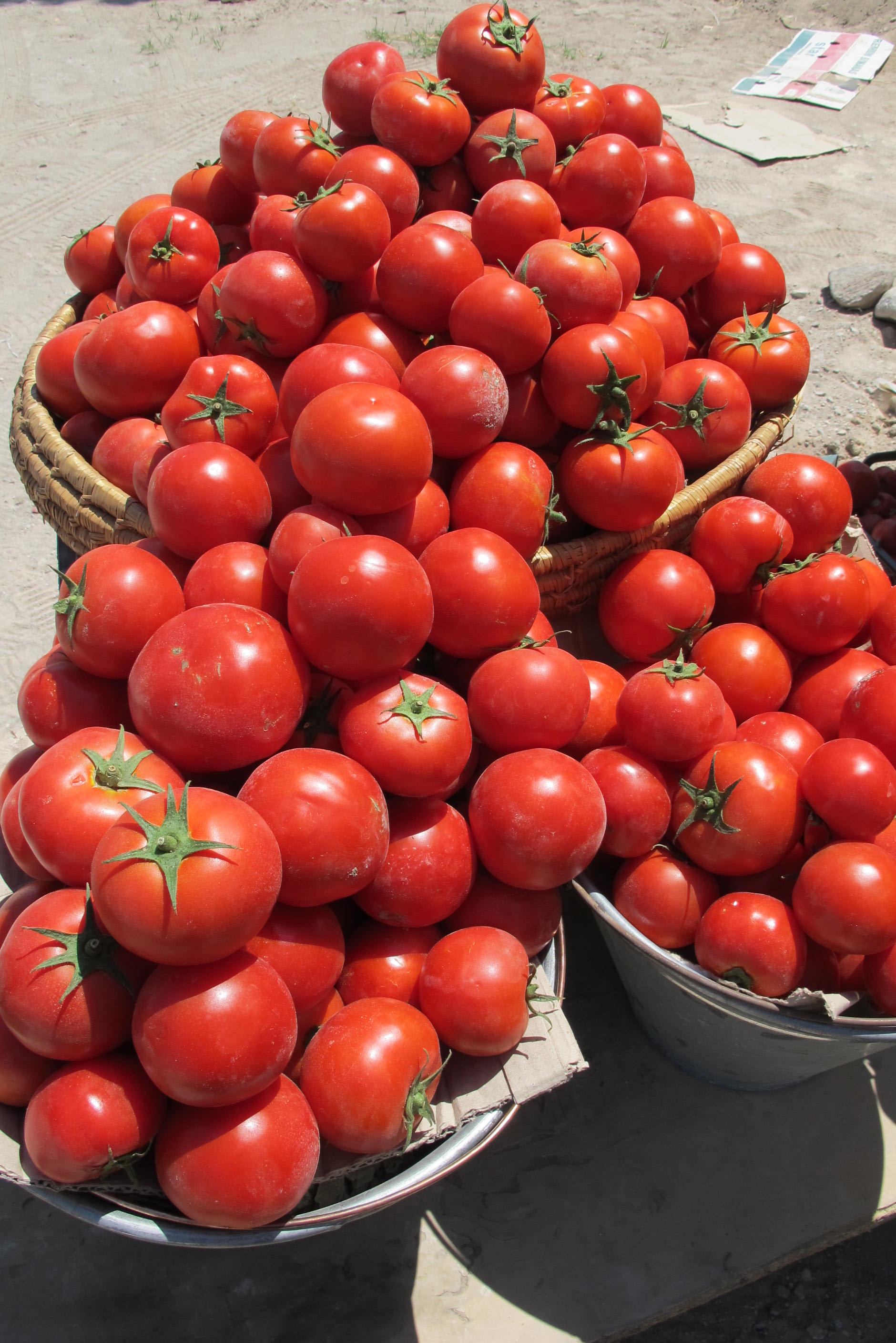 شکرانه برداشت گوجه در روستای اناج
