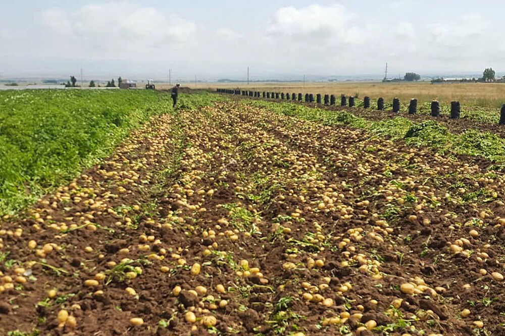 آغاز برداشت سیب زمینی در کردستان