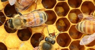 کندوهای زنبور عسل