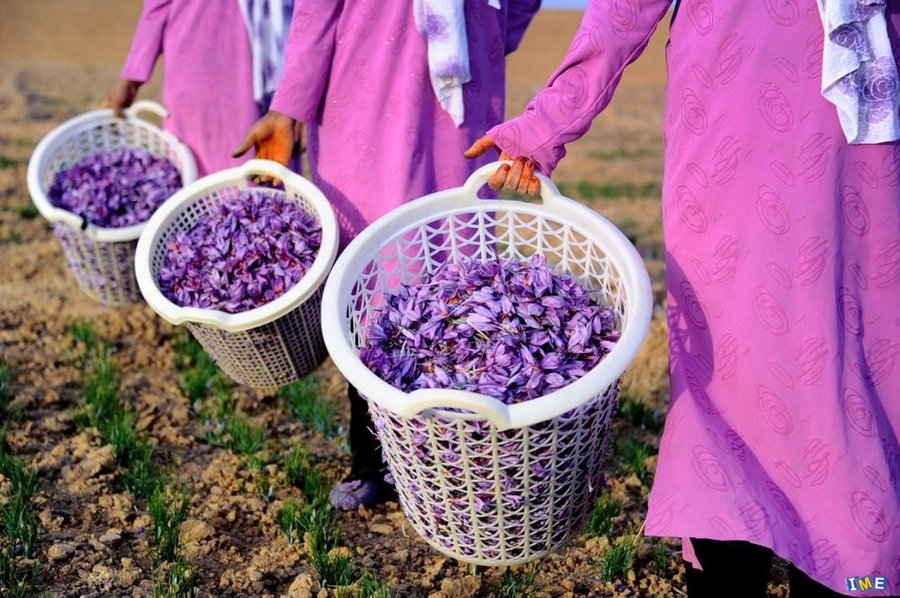 قاچاق زعفران در پی بی تدبیری مسوولان