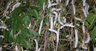 Spring silkworm breeding