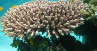 Corals of the Persian Gulf