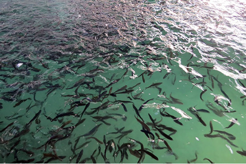 رها سازی دو میلیون قطعه ماهی در مزارع سردابی خراسان شمالی
