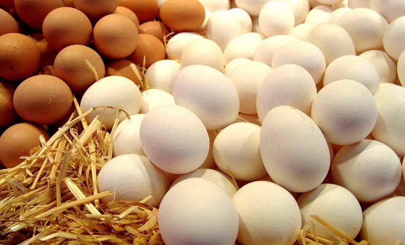 تولید ۸ هزار تن تخم مرغ در کاشان