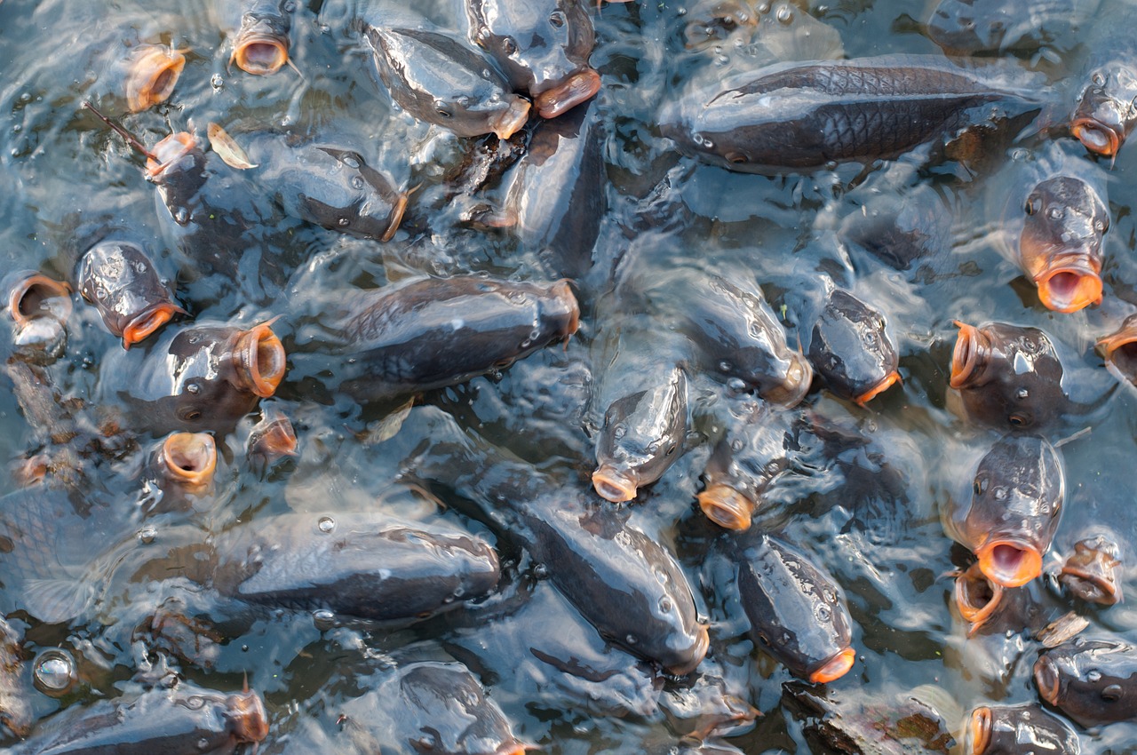 پرورش ماهیان گرمابی فرصتی برای توسعه درآمدزایی