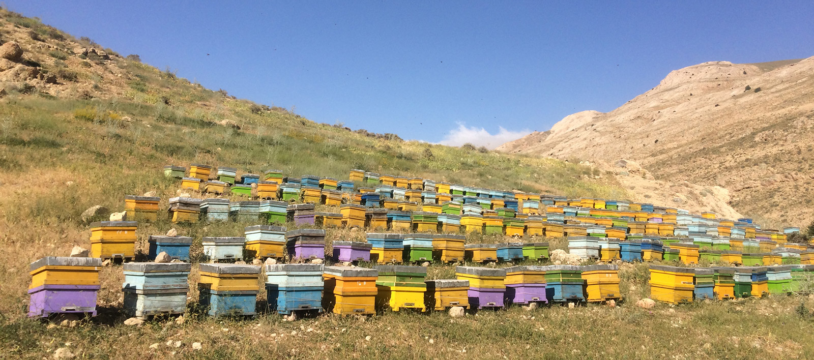 افزایش ۵۰ درصدی زنبورستان های فریدن
