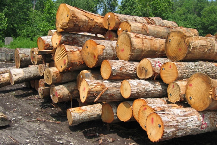 طرح جایگزین جنگلداری درصدد جلوگیری از قاچاق چوب