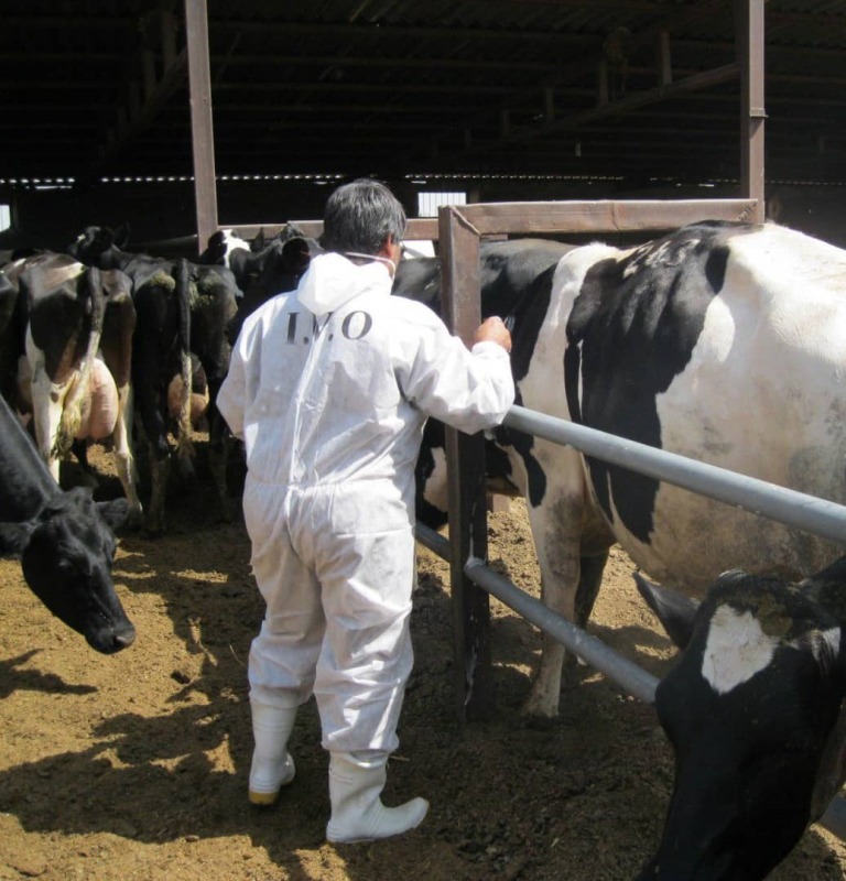 تولید شیرخام مرغوب در مجتمع گاوداری