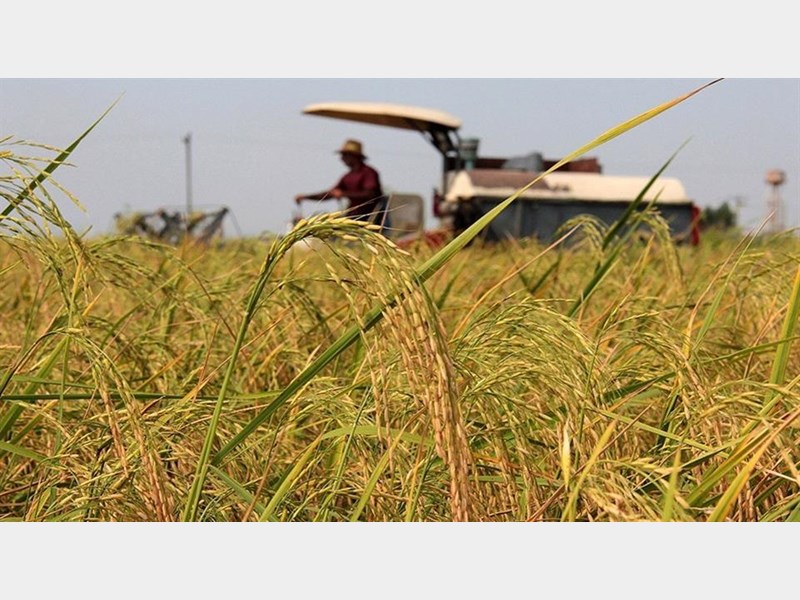 برداشت پاییزه برنج در هزار هکتار از شالیزار‌های مازندران